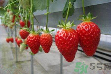 糖尿病可以吃草莓嗎？糖尿病吃草莓好嗎？