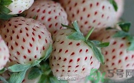 菠蘿莓好吃嗎？菠蘿莓好不好吃？