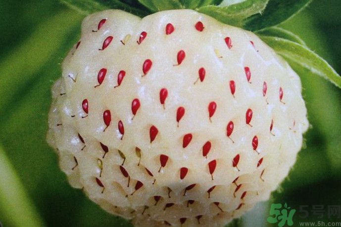 菠蘿莓好吃嗎？菠蘿莓好不好吃？