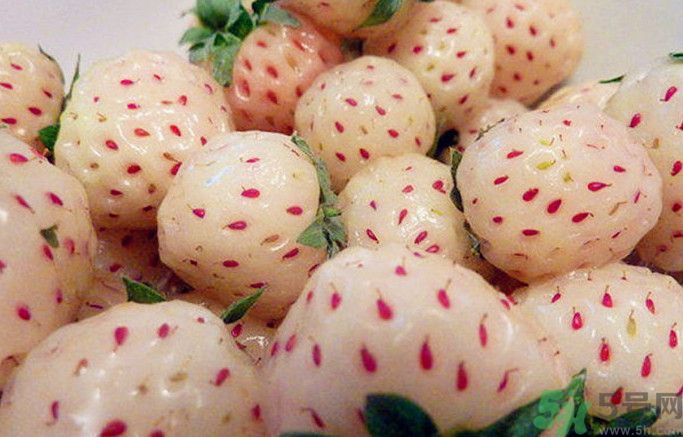 菠蘿莓孕婦能吃嗎？菠蘿莓懷孕可以吃嗎？