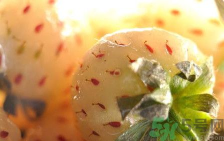 菠蘿莓孕婦能吃嗎？菠蘿莓懷孕可以吃嗎？