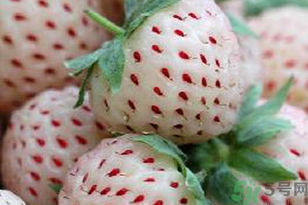 菠蘿莓孕婦能吃嗎？菠蘿莓懷孕可以吃嗎？