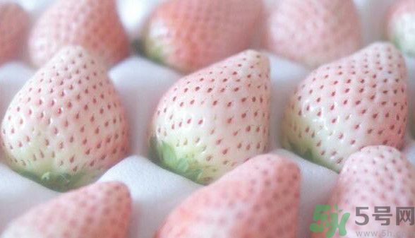 寶寶能吃菠蘿莓嗎？嬰幼兒能吃菠蘿莓嗎？