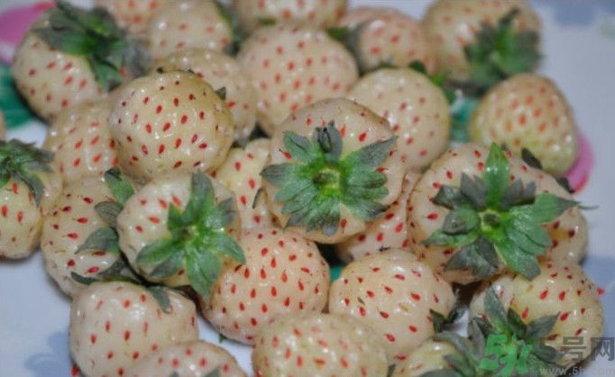 寶寶能吃菠蘿莓嗎？嬰幼兒能吃菠蘿莓嗎？