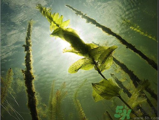 海帶用冷水泡還是熱水泡發(fā)？海帶怎么泡才不會(huì)發(fā)硬？