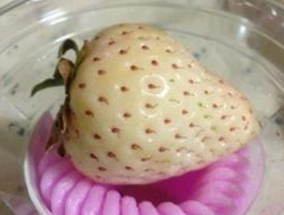 懷孕初期能吃菠蘿莓嗎？懷孕5個(gè)月可以吃菠蘿莓嗎？