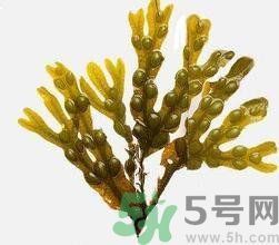 哪種海帶吃起來比較好？海帶有什么類別？