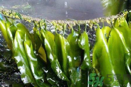 哪種海帶吃起來比較好？海帶有什么類別？