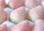 寶寶能吃菠蘿莓嗎？嬰幼兒能吃菠蘿莓嗎？