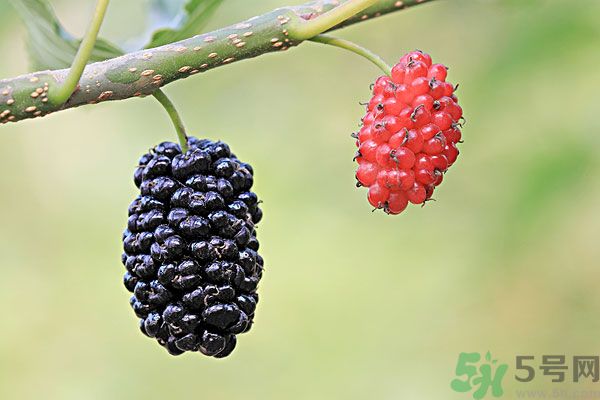哺乳期能不能吃桑葚？桑葚產(chǎn)婦能吃嗎？