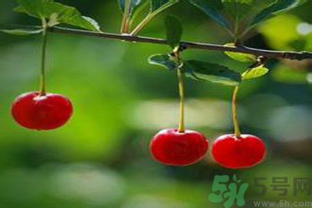 痛風(fēng)可以吃櫻桃嗎？痛風(fēng)吃櫻桃好嗎？