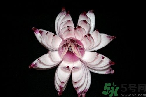 洋蔥可以包餃子嗎？洋蔥怎么做餃子餡？