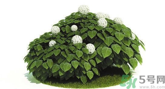 吸收毒氣的植物有哪些？凈化空氣的植物有哪些？