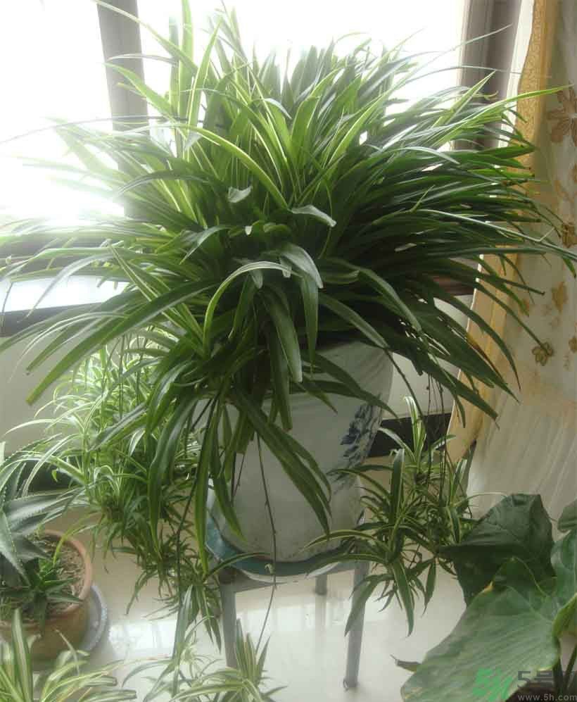 吸收毒氣的植物有哪些？凈化空氣的植物有哪些？