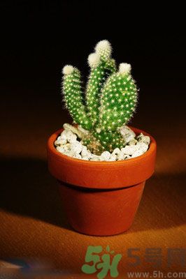 吸收毒氣的植物有哪些？凈化空氣的植物有哪些？