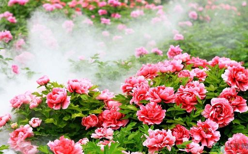 牡丹的花語是什么？牡丹的寓意是什么？