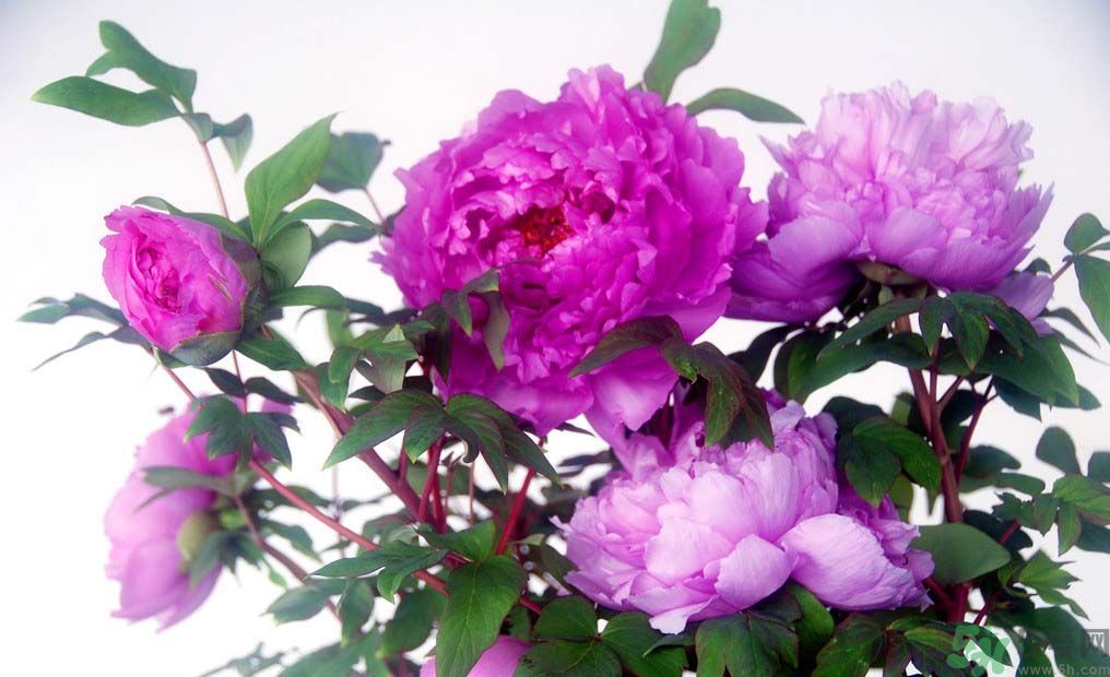 牡丹的花語是什么？牡丹的寓意是什么？