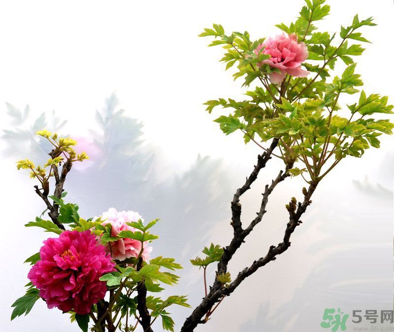牡丹的花語是什么？牡丹的寓意是什么？