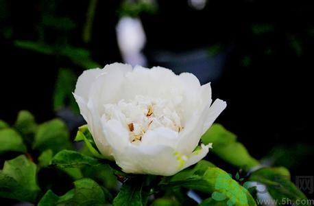 牡丹花可以做面膜嗎？牡丹花怎樣做面膜