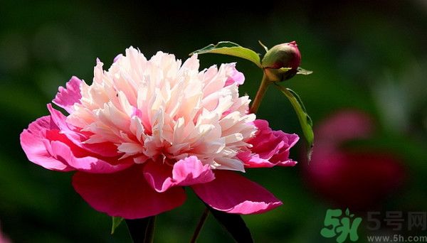 牡丹花可以吃嗎？牡丹花怎么做好吃？