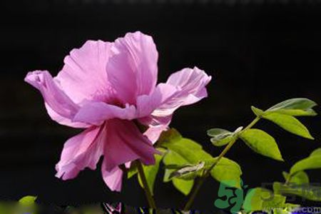 牡丹花可以吃嗎？牡丹花怎么做好吃？
