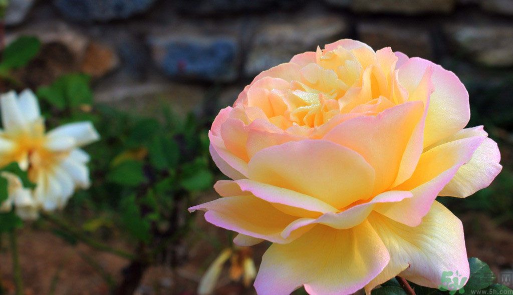 牡丹花茶可以美白嗎？喝牡丹花可以美白嗎？