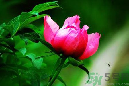 牡丹花茶可以美白嗎？喝牡丹花可以美白嗎？
