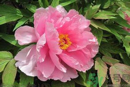 牡丹花茶可以美白嗎？喝牡丹花可以美白嗎？