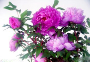 牡丹花可以吃嗎？牡丹花怎么做好吃？