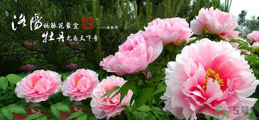 洛陽牡丹文化節(jié)活動(dòng)有哪些？洛陽牡丹文化節(jié)門票是多少？