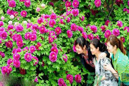 洛陽牡丹文化節(jié)活動(dòng)有哪些？洛陽牡丹文化節(jié)門票是多少？