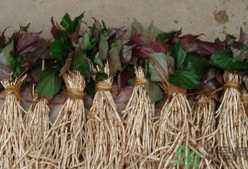 小孩子能喝魚(yú)腥草泡水嗎？小孩喝魚(yú)腥草泡水好嗎？