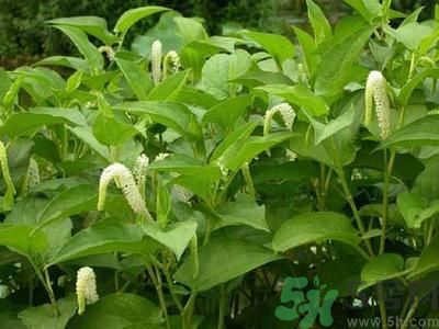 魚腥草可以止咳嗎？魚腥草止咳的辦法有哪些？