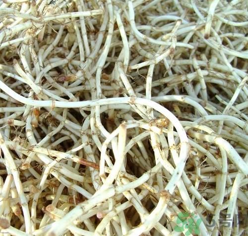 烏藥能和魚腥草一起泡茶喝嗎？烏藥和魚腥草一起吃好不好？
