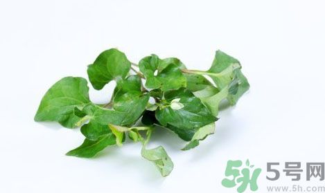 魚腥草可以抗輻射嗎？魚腥草怎么防輻射？