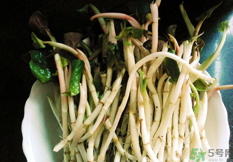魚腥草可以抗輻射嗎？魚腥草怎么防輻射？