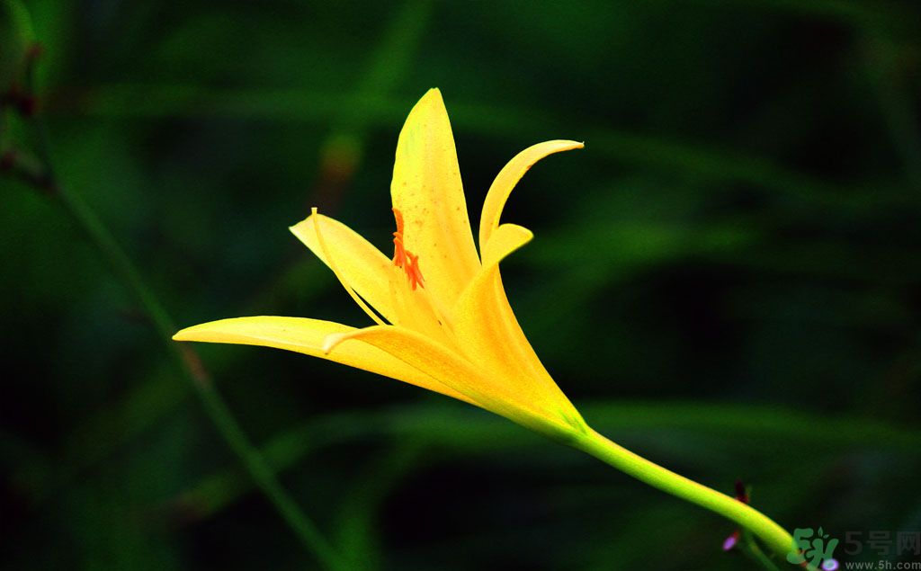 黃花菜可以治療抑郁癥嗎？?jī)蓢嶞S花菜治好了抑郁癥是真的嗎？