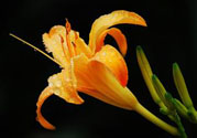 黃花菜可以治療抑郁癥嗎？?jī)蓢嶞S花菜治好了抑郁癥是真的嗎？