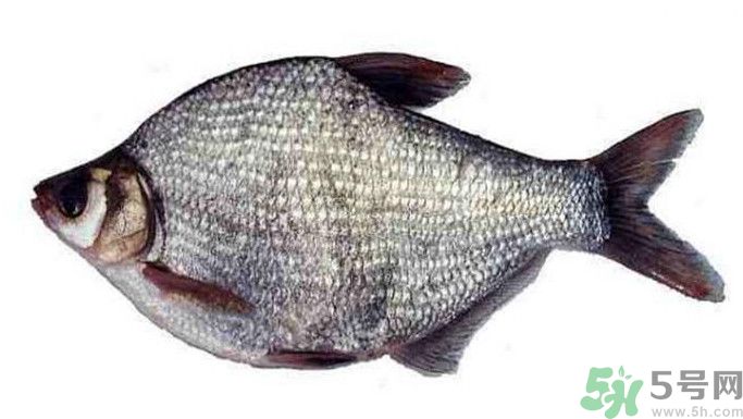 武昌魚是鳊魚嗎？武昌魚和鳊魚區(qū)別哪個好吃？