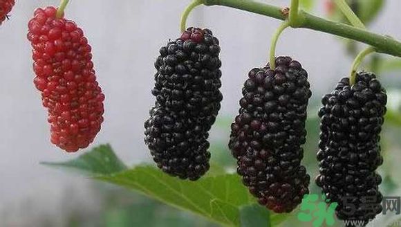 膽囊炎能吃桑葚嗎？膽囊炎吃桑葚好嗎？