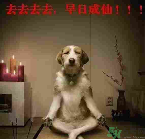 早餐吃面還是包子比較好？早餐吃包子和面健康嗎？