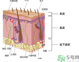 為什么頭發(fā)越來越油？頭發(fā)應(yīng)該幾天洗一次？