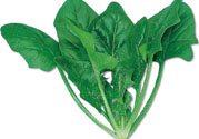 菠菜可以炒韭菜嗎？菠菜和韭菜一起吃怎么樣？