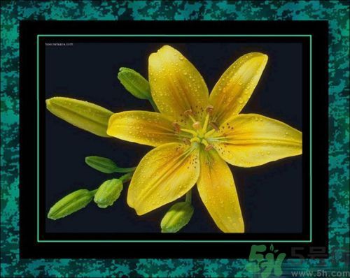 母親節(jié)送什么花好？母親節(jié)應(yīng)該送什么鮮花？