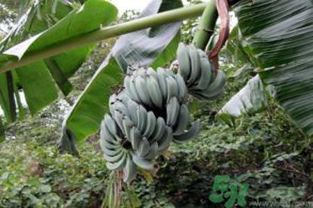 牛奶蕉是熱性還是涼性？牛奶蕉是涼性嗎？
