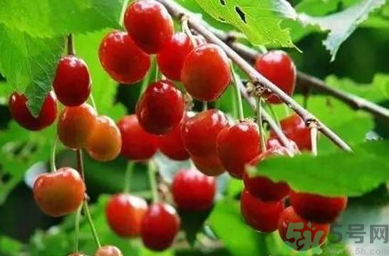 吃櫻桃拉肚子怎么辦？吃櫻桃拉肚子是怎么回事？