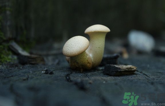 蘑菇有白毛能吃嗎？蘑菇上面長(zhǎng)了一層白毛還能吃嗎？