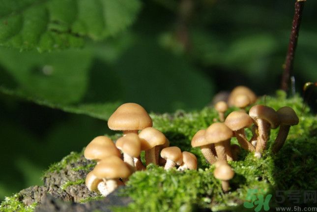 蘑菇有白毛能吃嗎？蘑菇上面長(zhǎng)了一層白毛還能吃嗎？