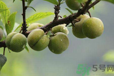 李子是熱性還是涼性？李子是涼性的嗎？