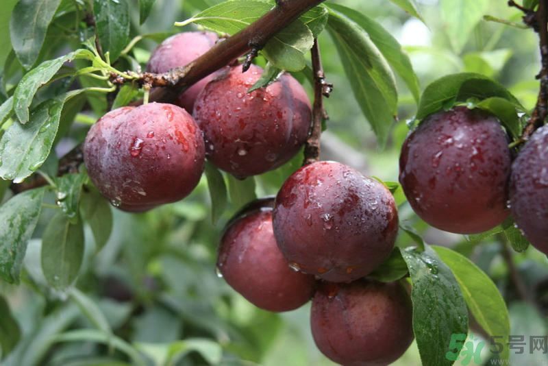 月經(jīng)期間可以吃李子嗎？月經(jīng)期間吃李子好嗎？